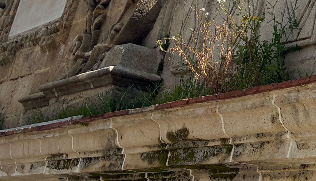 Detalle de la maleza que ha crecido en la fuente.