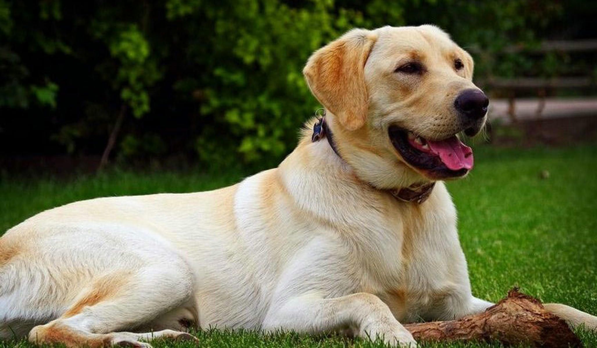 Imagen de archivo de un perro labrador