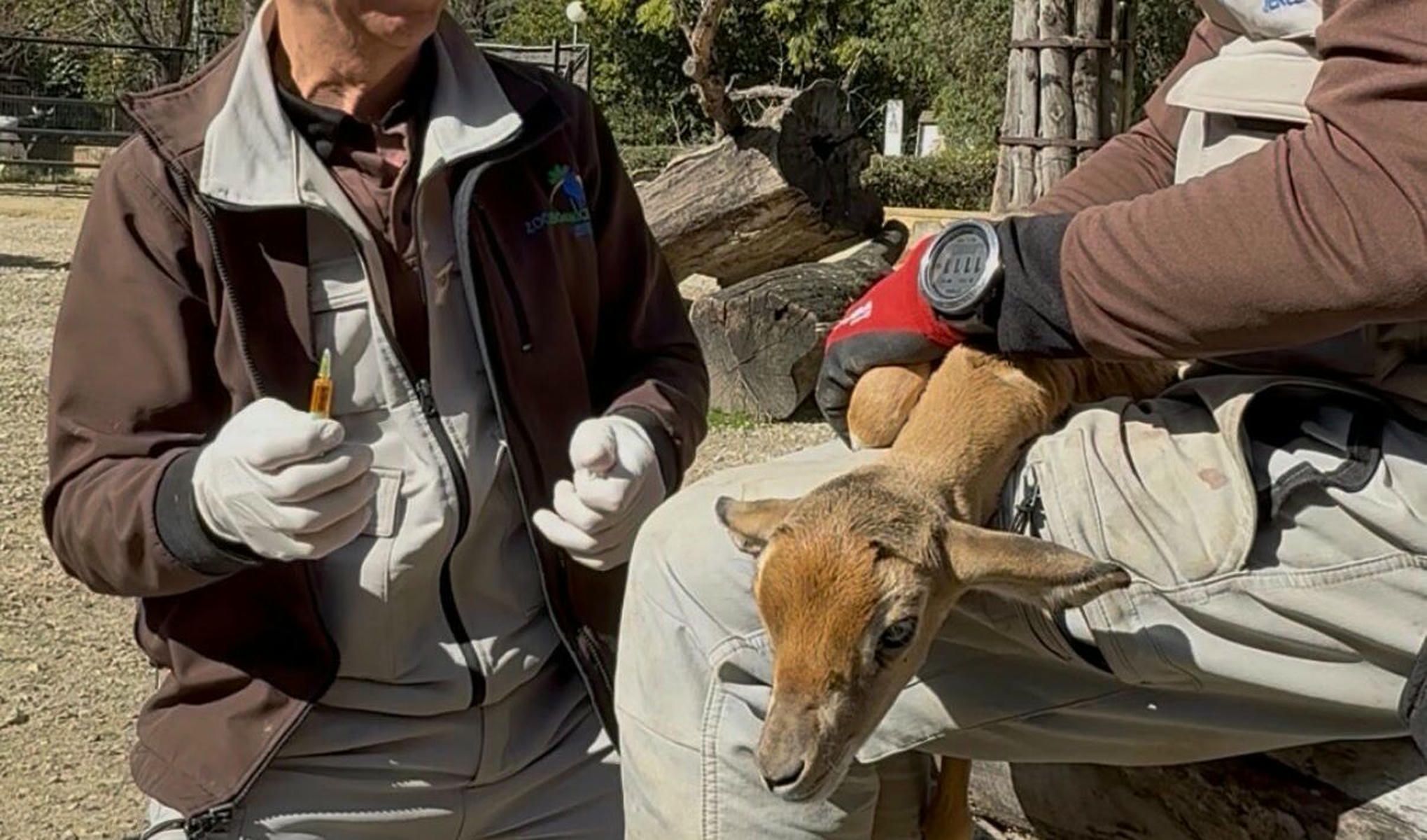 Primeros cuidados de la gacela en el Zoobotánico de Jerez