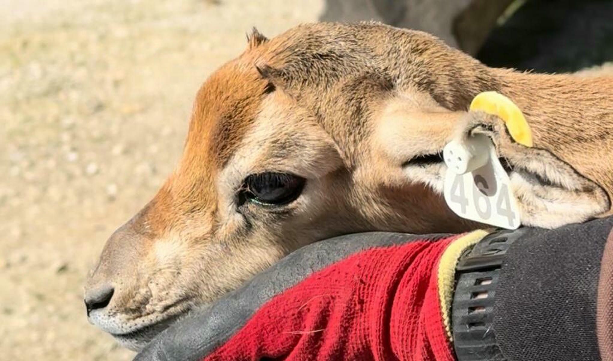 Gacela Dama nacida en el Zoobotánico de Jerez