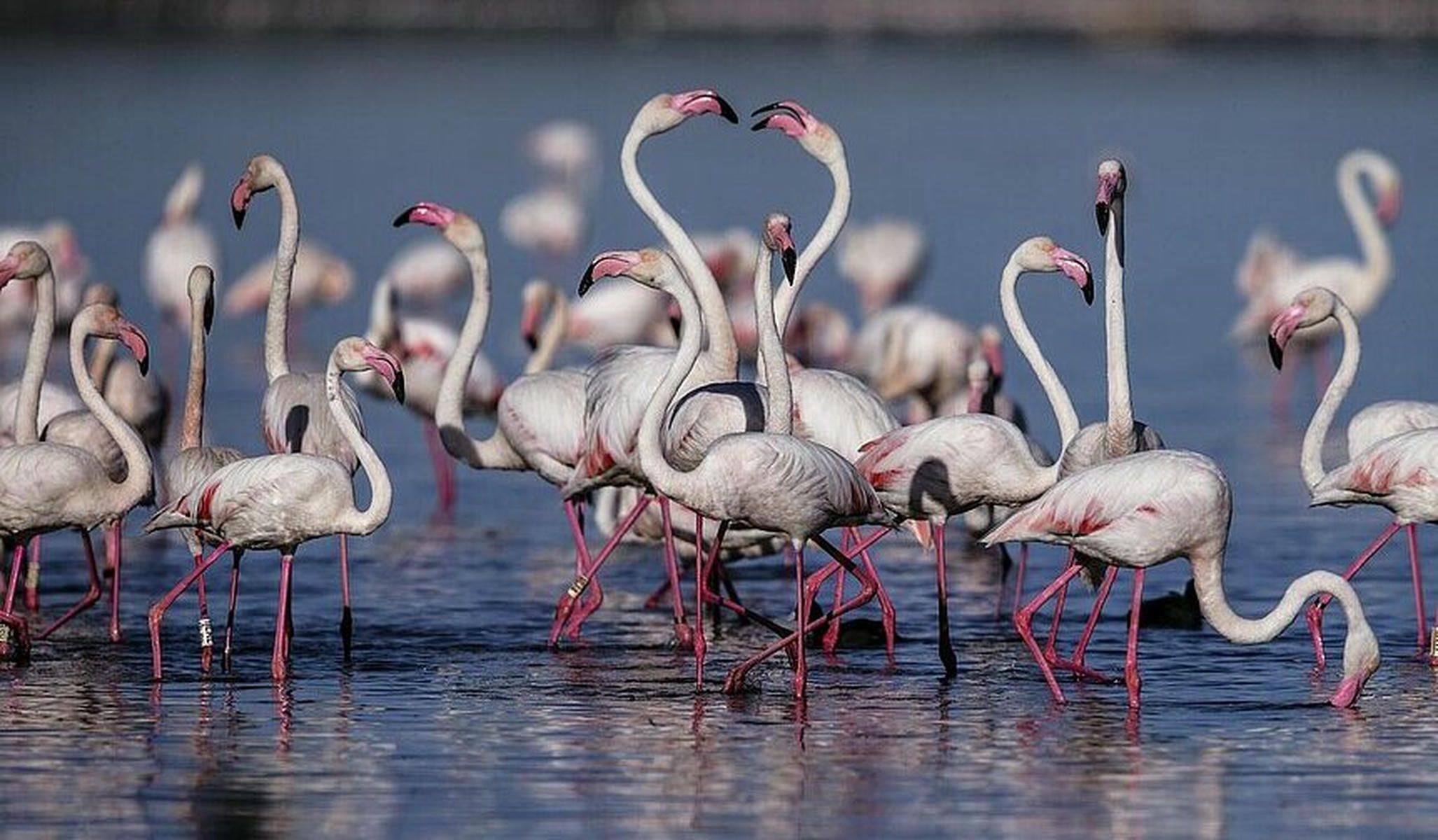 Flamencos en Chiclana Flamencos en Chiclana
