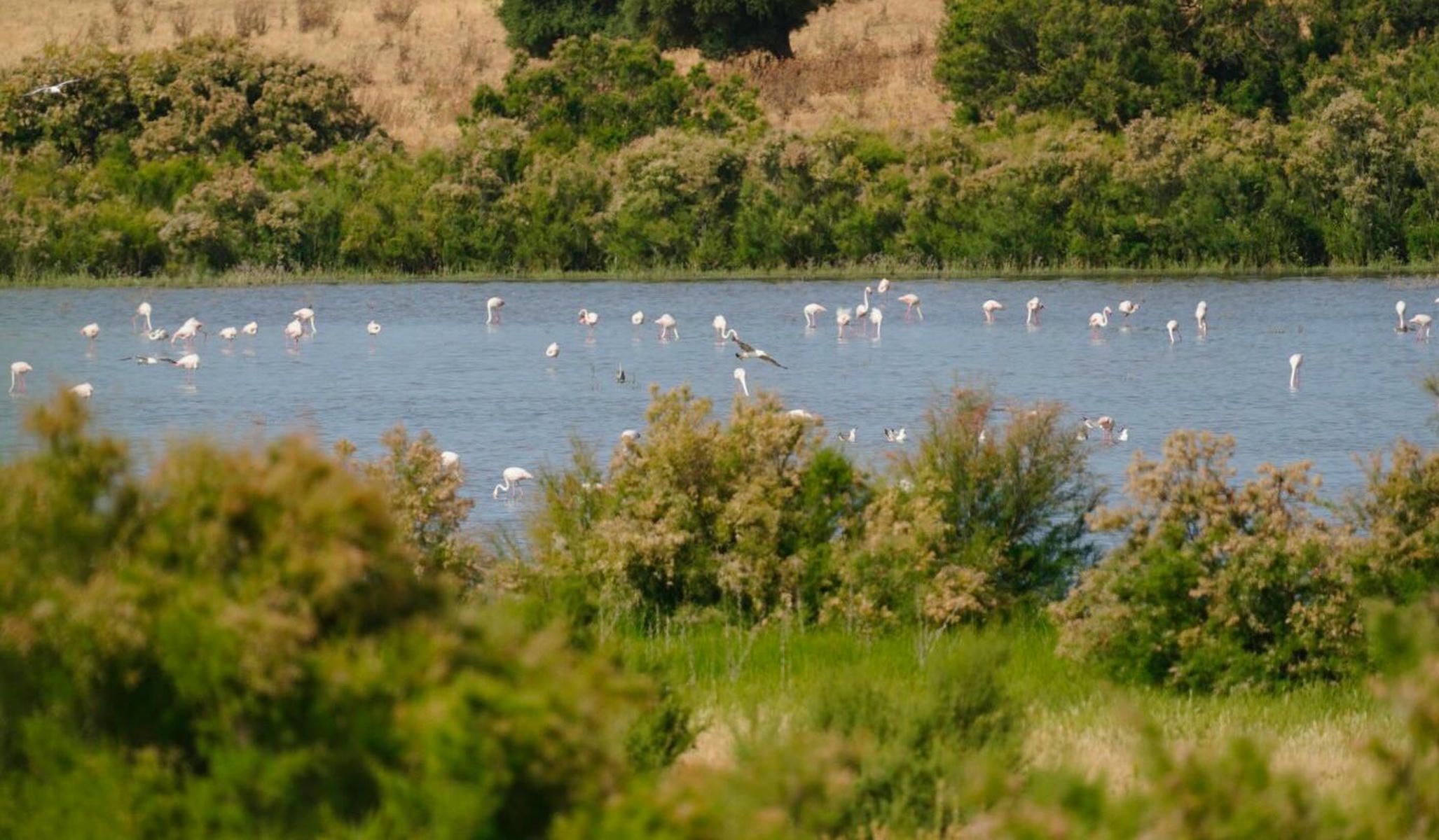 Laguna de Jeli, Chiclana