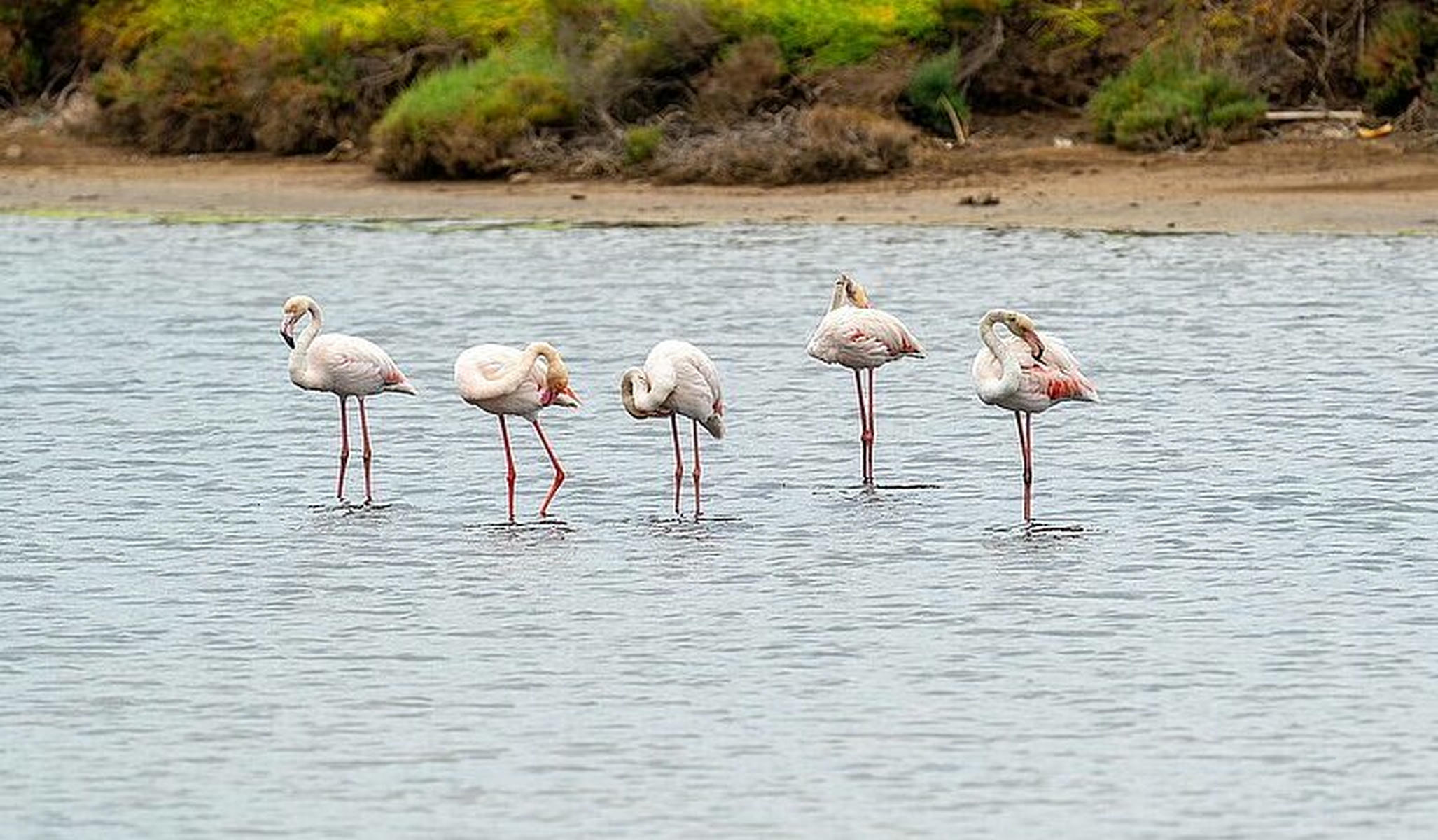 Flamencos en Chiclana