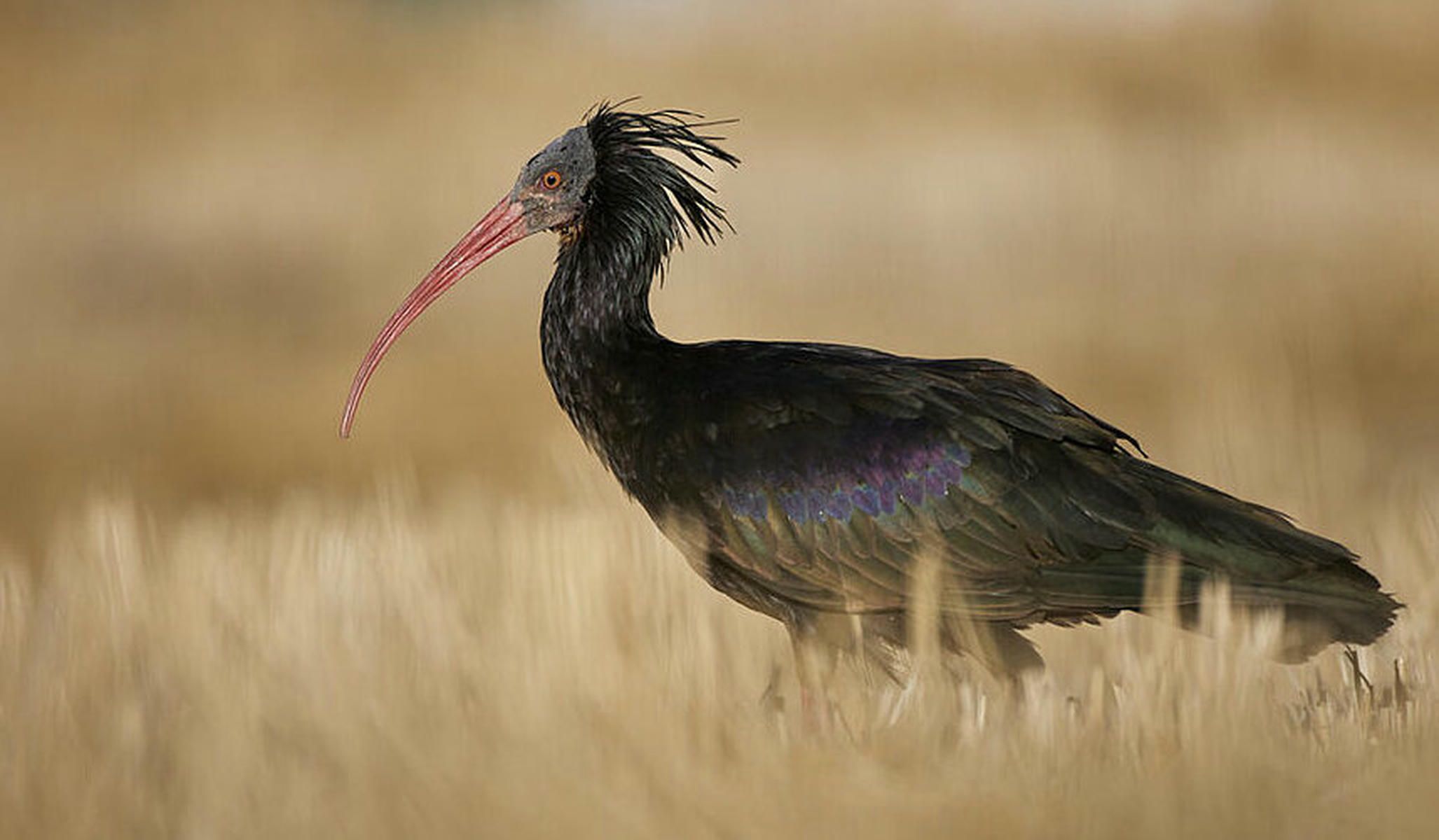 Ibis Eremita en Chiclana