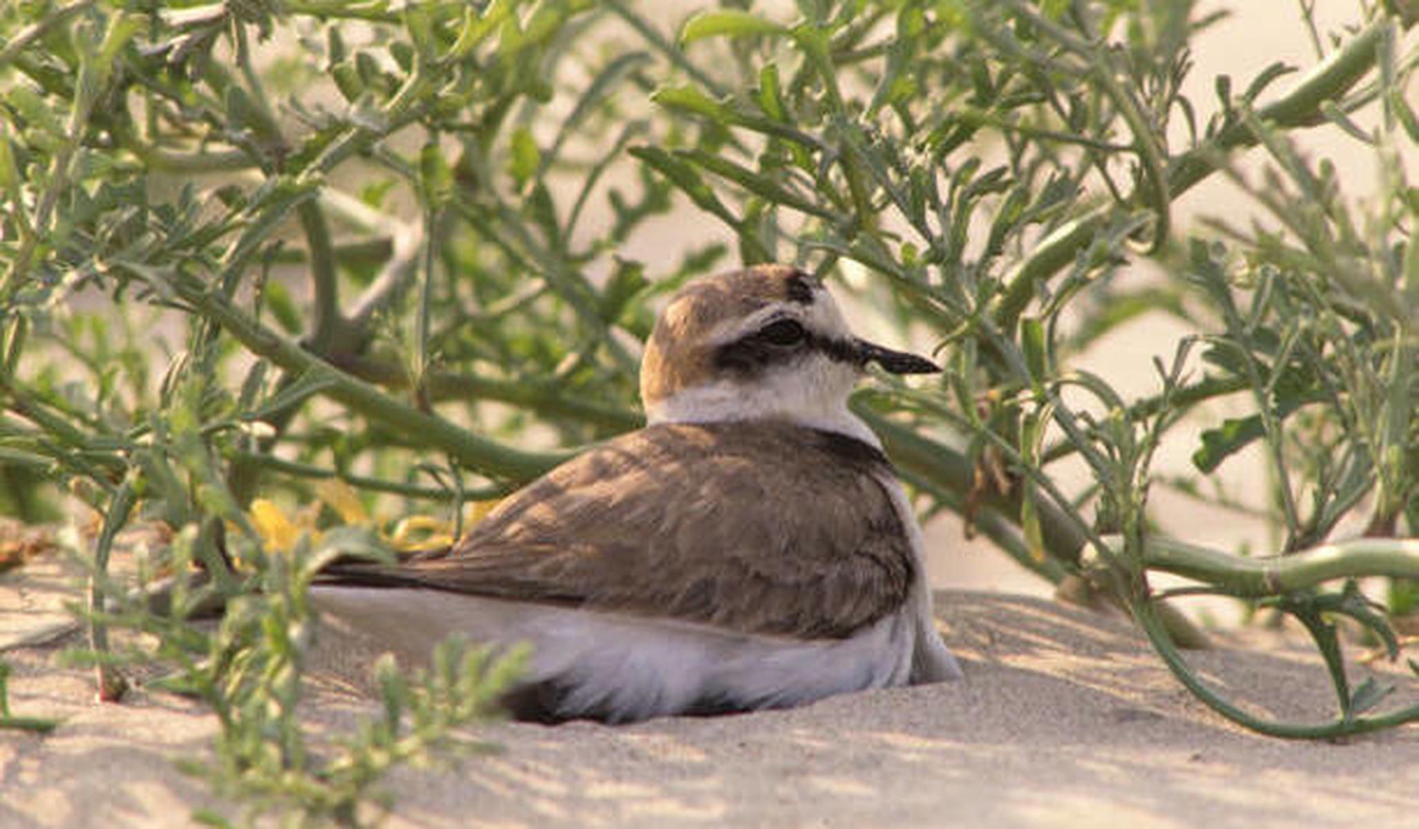 Chorlitejo Patinegro en plena naturaleza de Chiclana