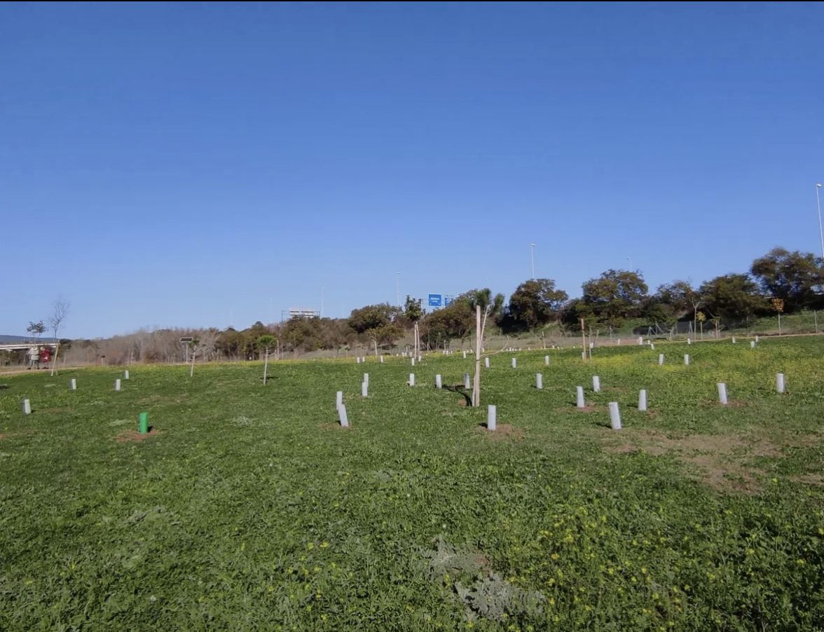 Una plantación de árboles.