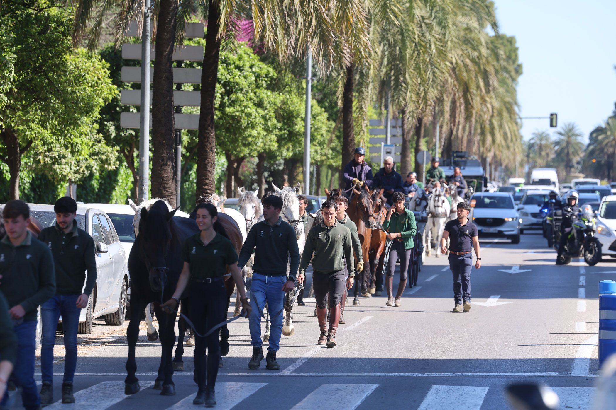 Vuelta a casa de los caballos de la Real Escuela, a su paso por la avenida Álvaro Domecq de Jerez.