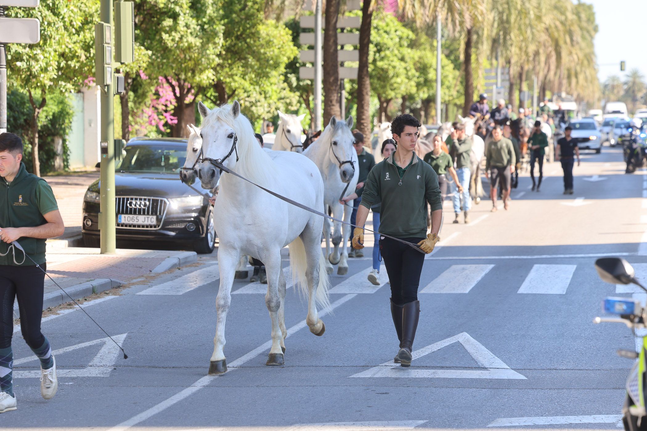Vuelta a casa de los caballos de la Real Escuela, a su paso por la avenida Álvaro Domecq de Jerez.