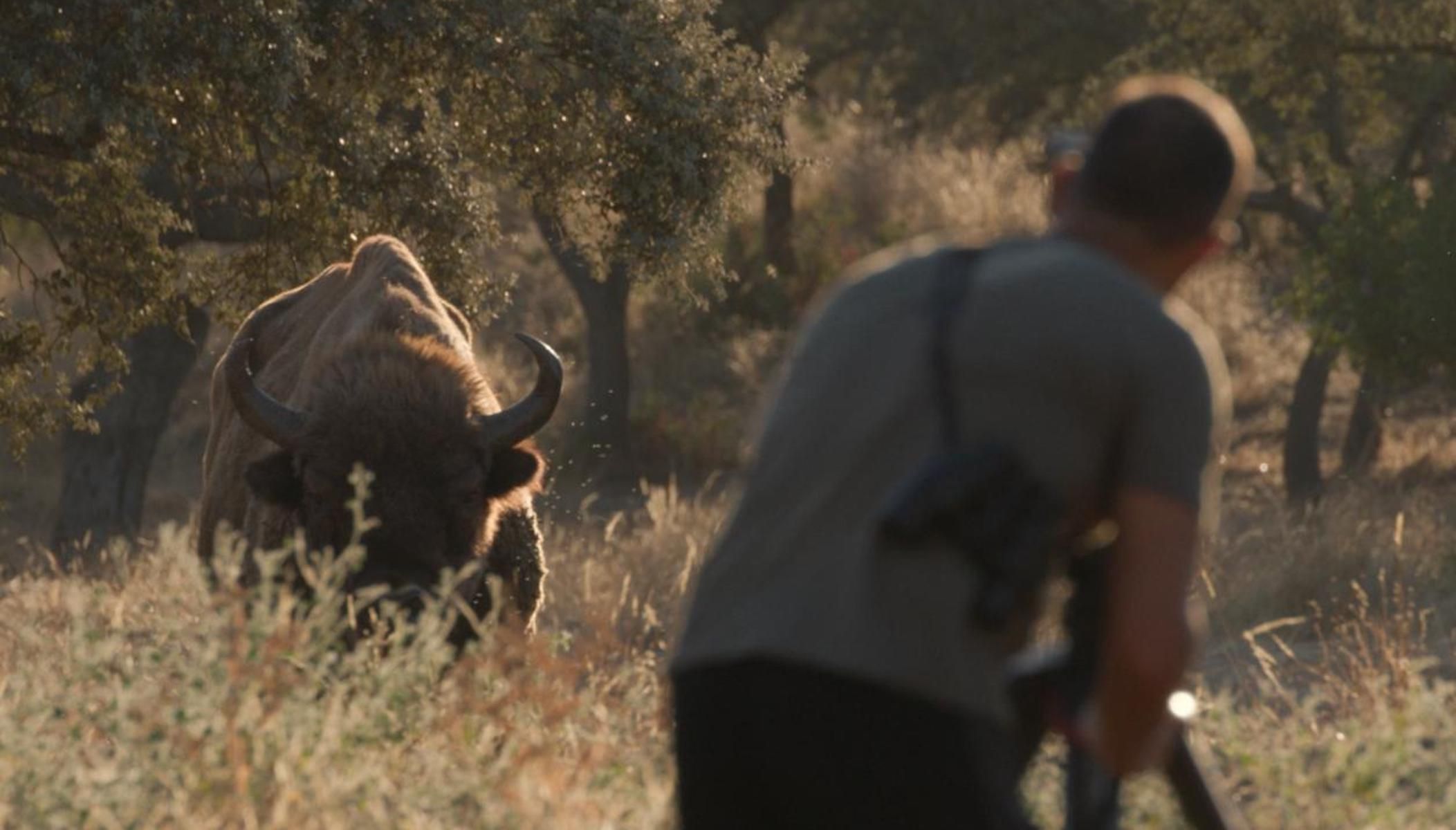 El Ecinajero, la finca jiennense donde se pueden ver bisontes y linces ibéricos.