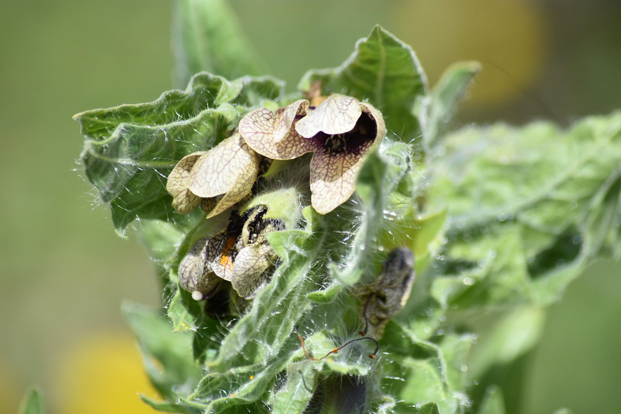 Una planta de beleño negro, en una imagen de Flickr.com.