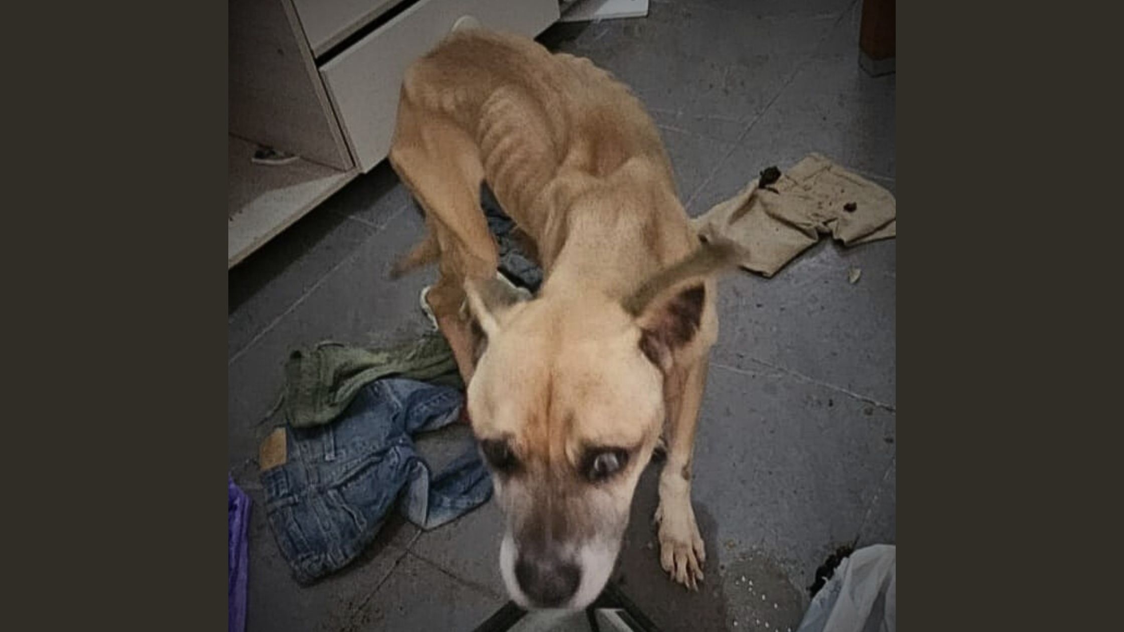 Estado en que se encontraba el perro rescatado en Sanlúcar.