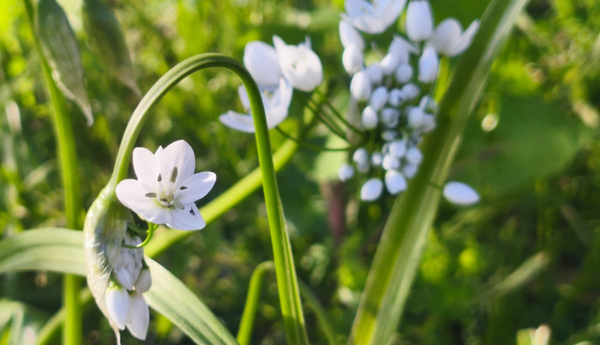 Flores en el campo.