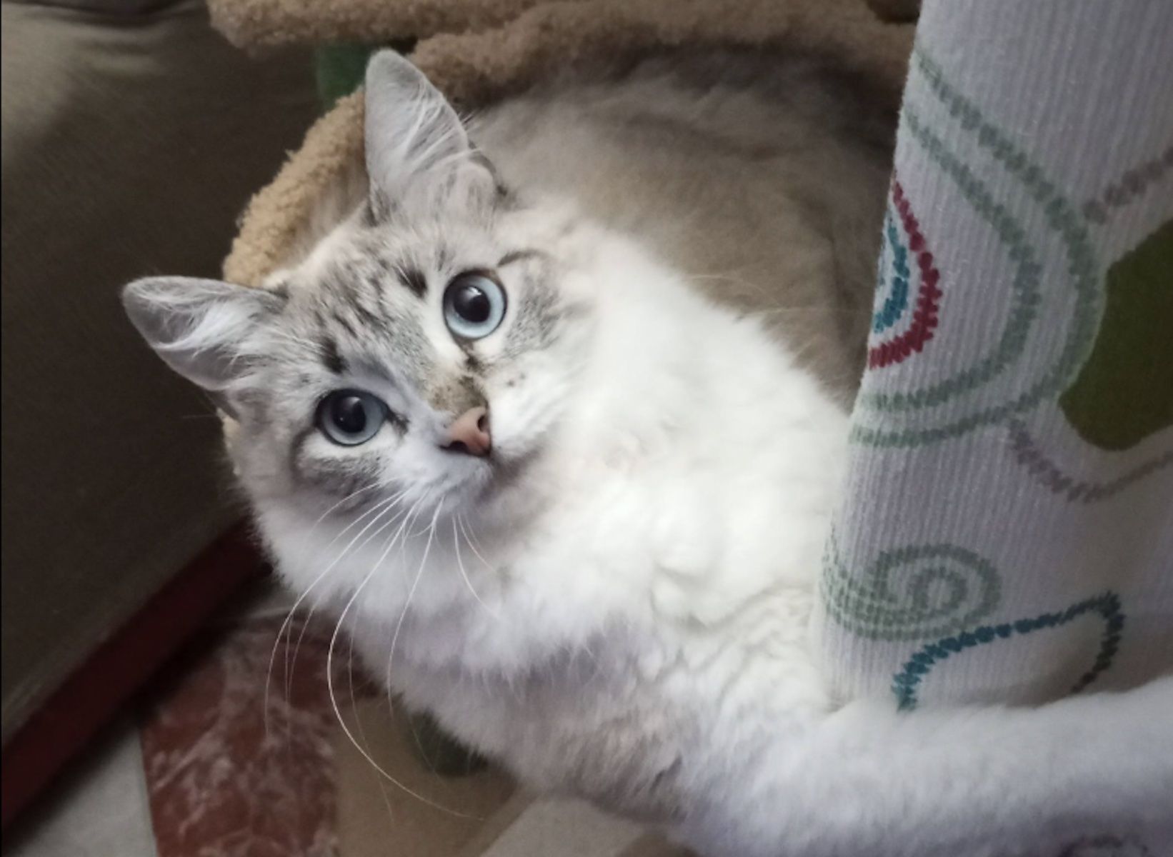 Chica, la gata desaparecida en Jerez por la que ofrecen 1.000 euros de recompensa. Chica, la gata desaparecida en Jerez por la que ofrecen 1.000 euros de recompensa.