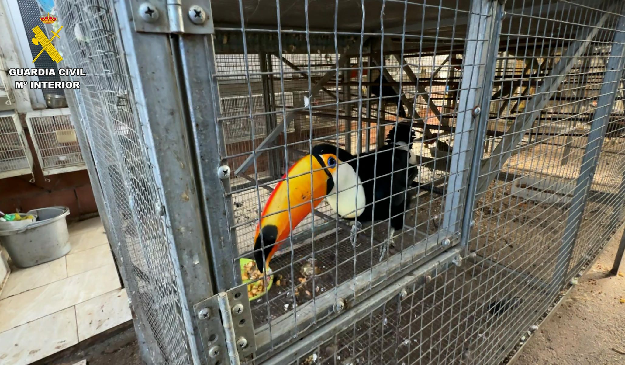 Entre las aves, se encontraba un tucán, en el interior de una vivienda en Estella del Marqués, en Jerez