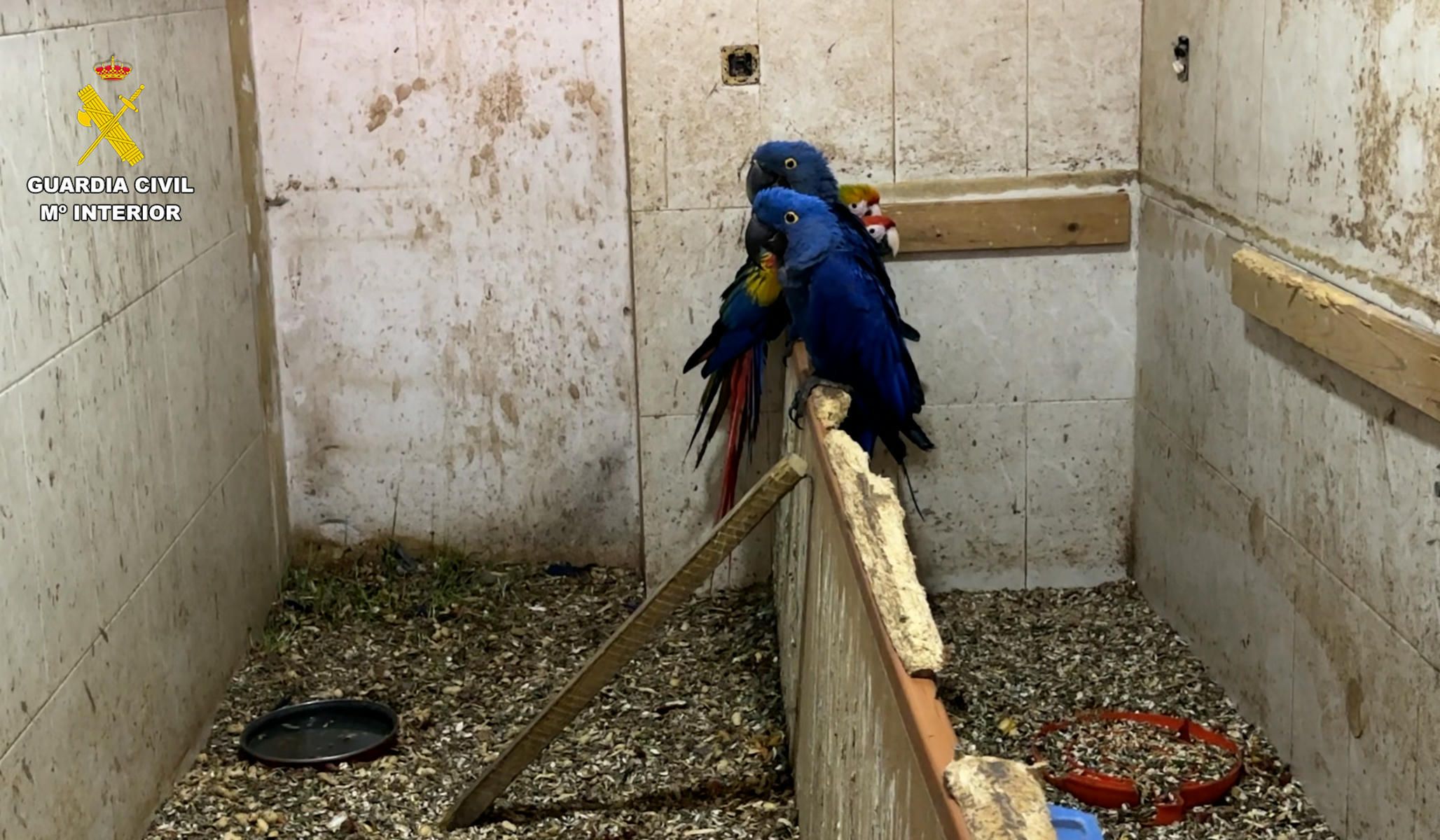Muestra de varias de las aves exóticas encontradas en una vivienda en Jerez