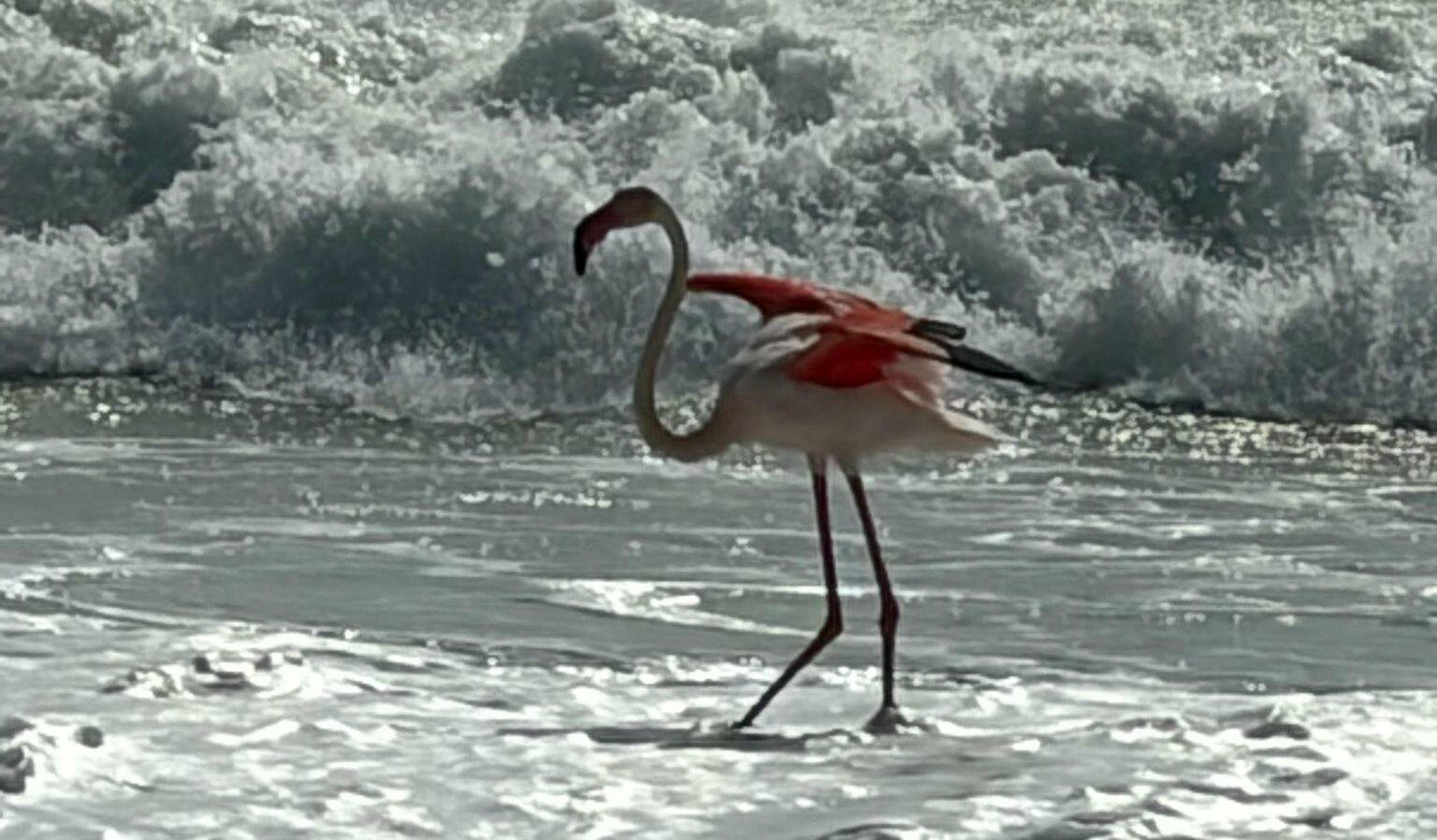 Un flamenco alza el vuelo al ser observado por los viandantes en la playa de la Barrosa al inicio de la primavera