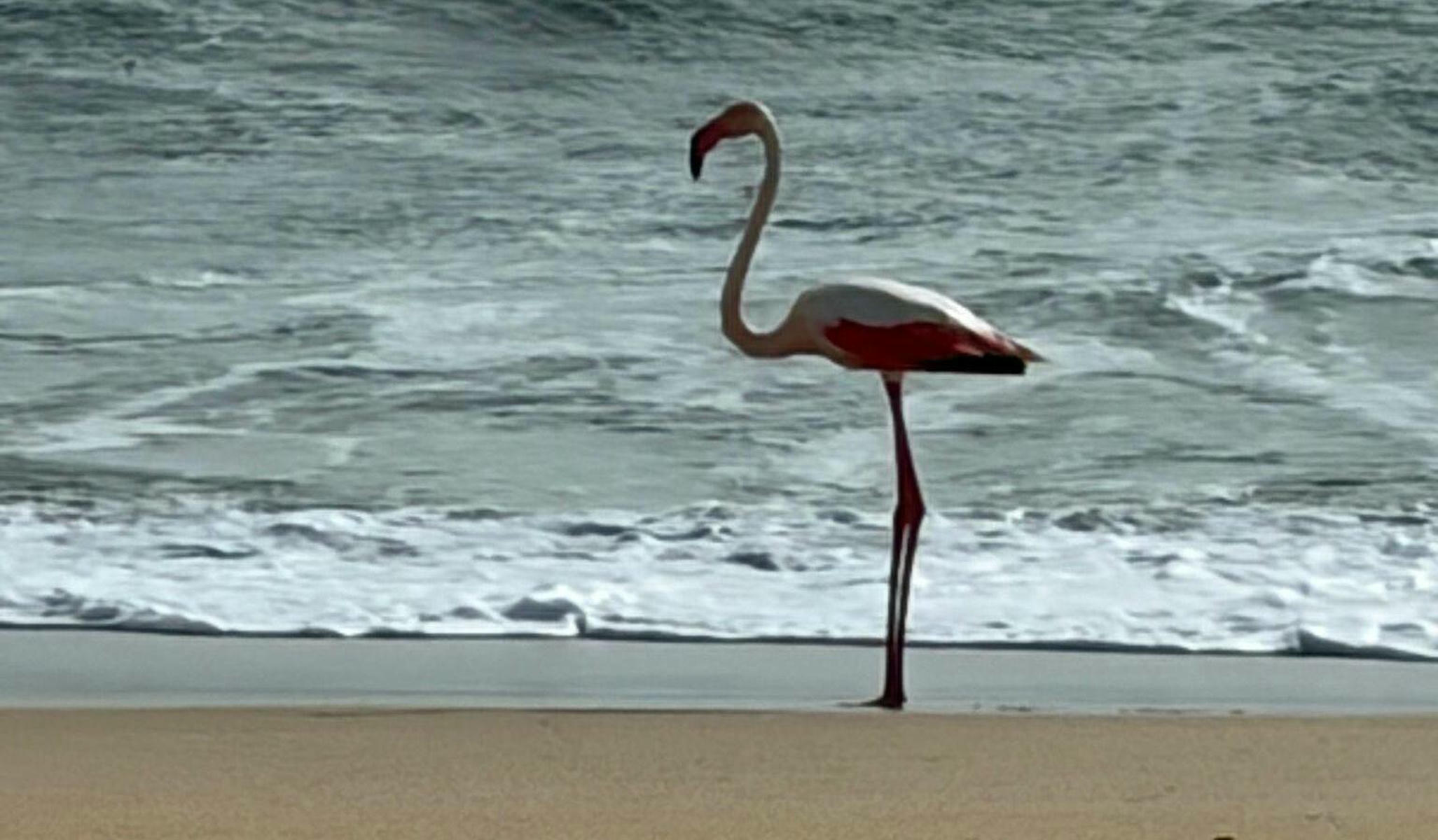 Flamenco observado en la orilla de la playa de la Barrosa Flamenco observado en la orilla de la playa de la Barrosa