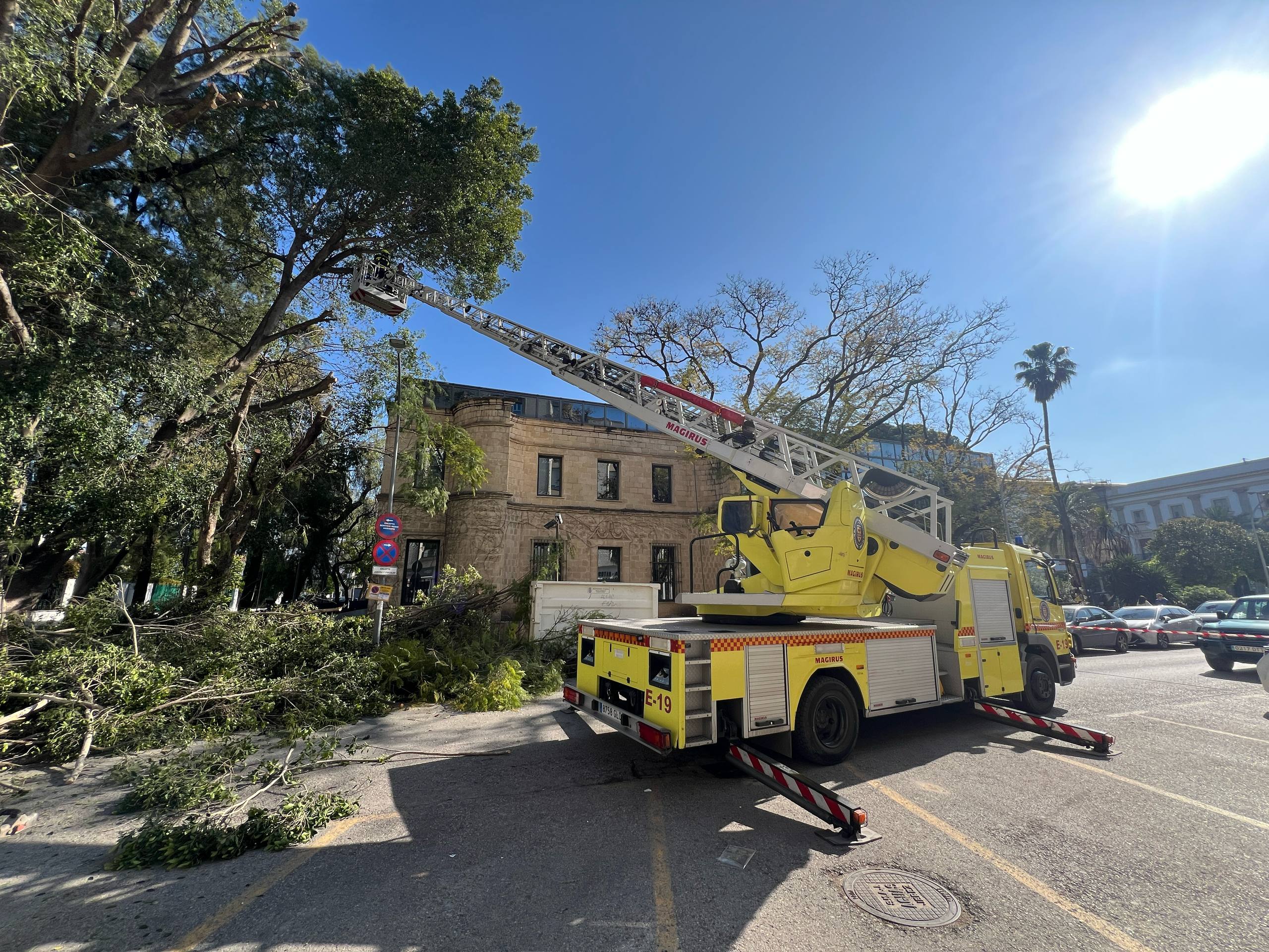 Un momento de la poda del ficus en Jerez.