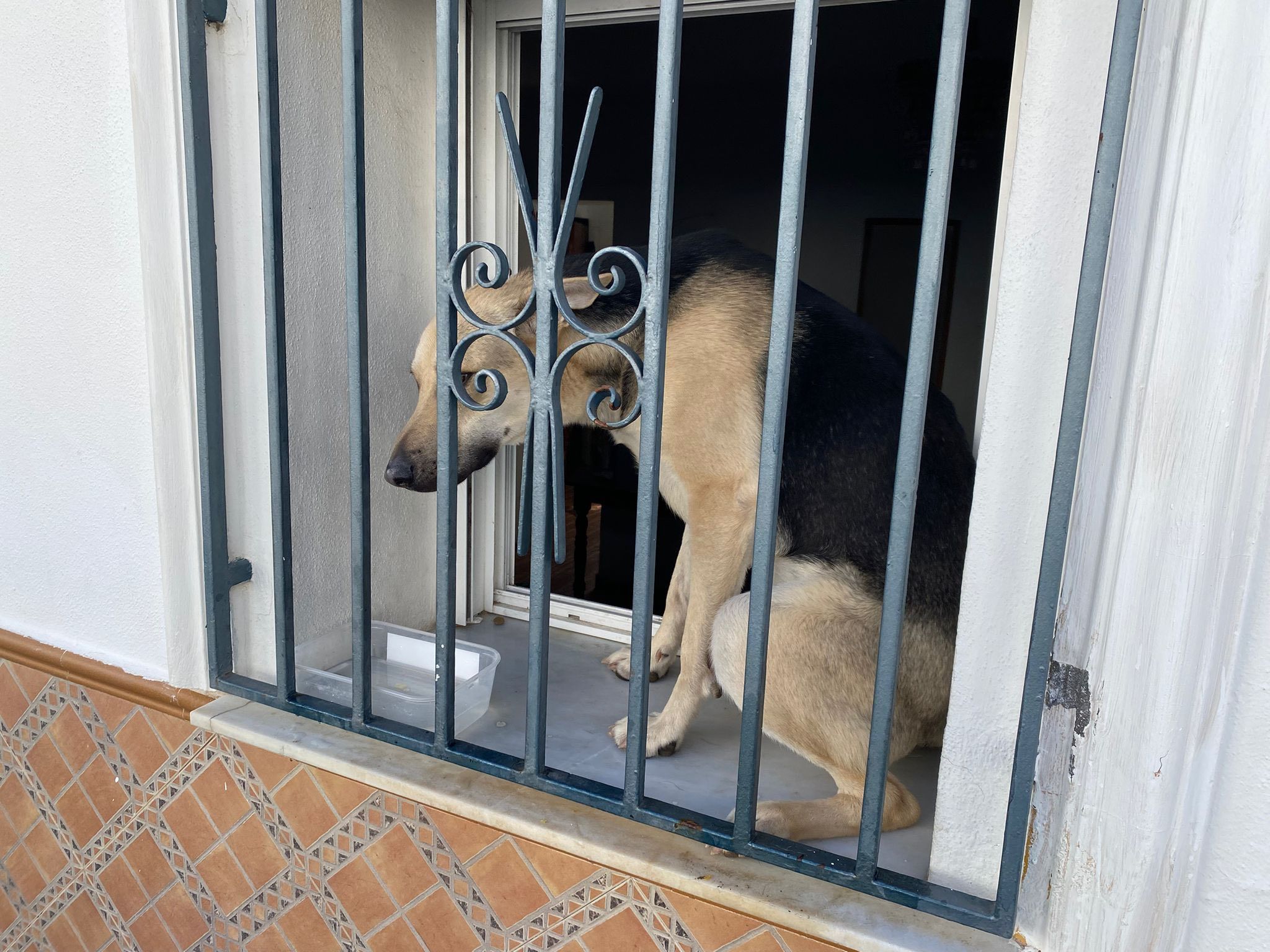 Perro abandonado en una casa de Algodonales.
