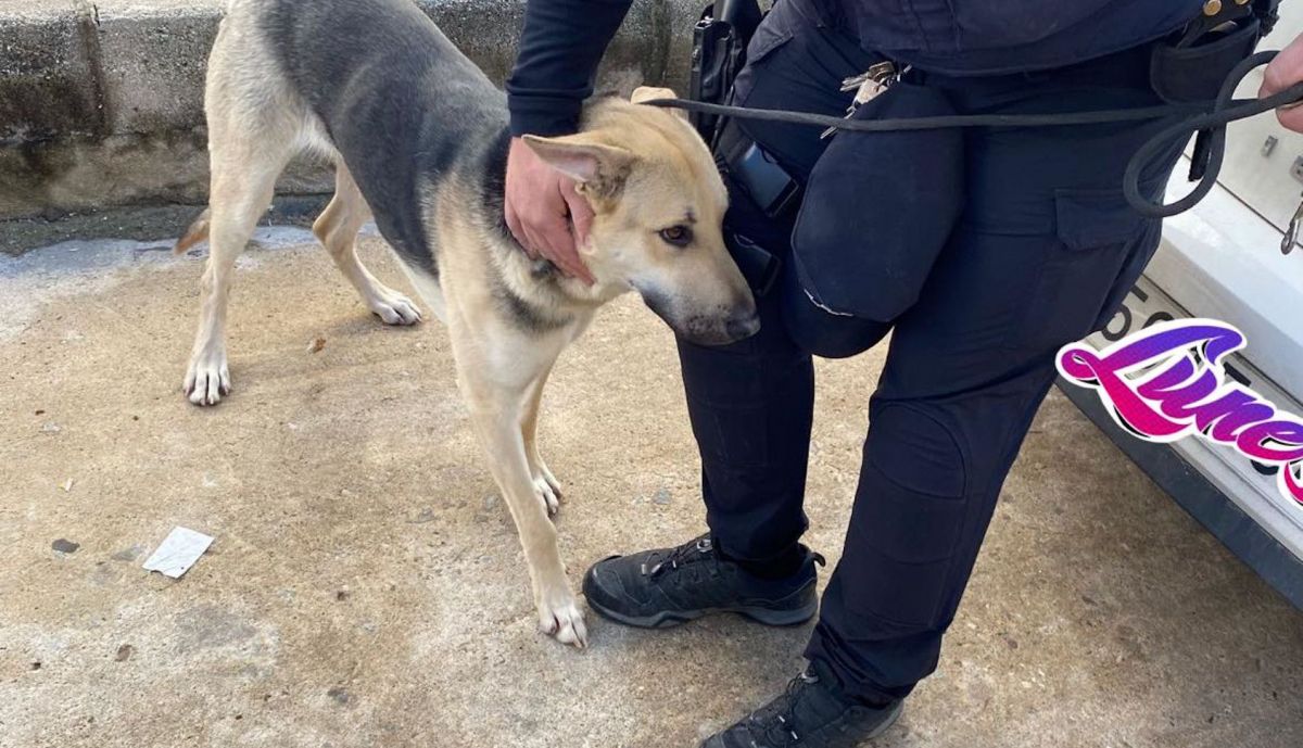 Perro abandonado en una casa de Algodonales.