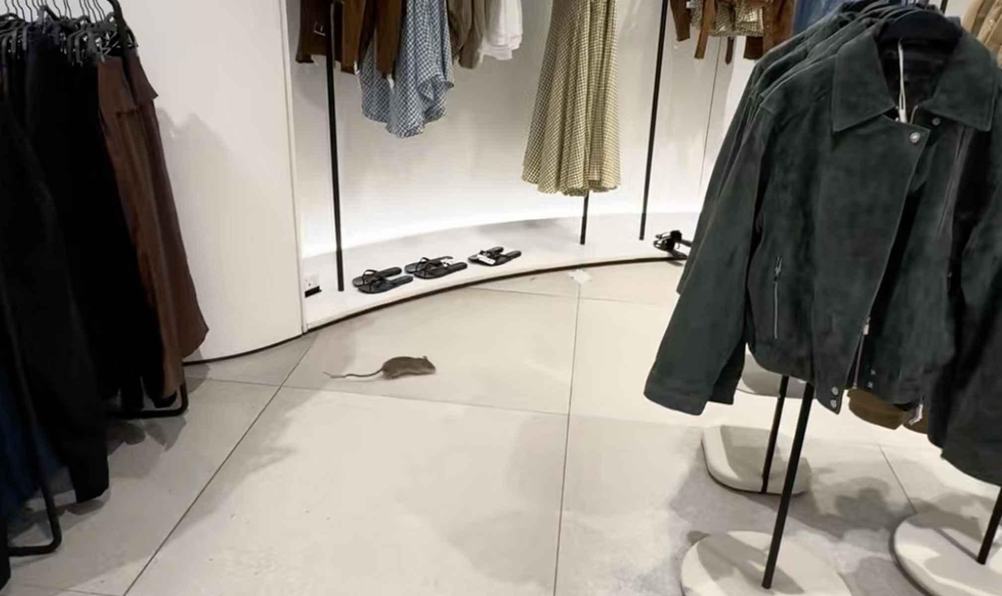 Una rata en una tienda de ropa en Marbella.