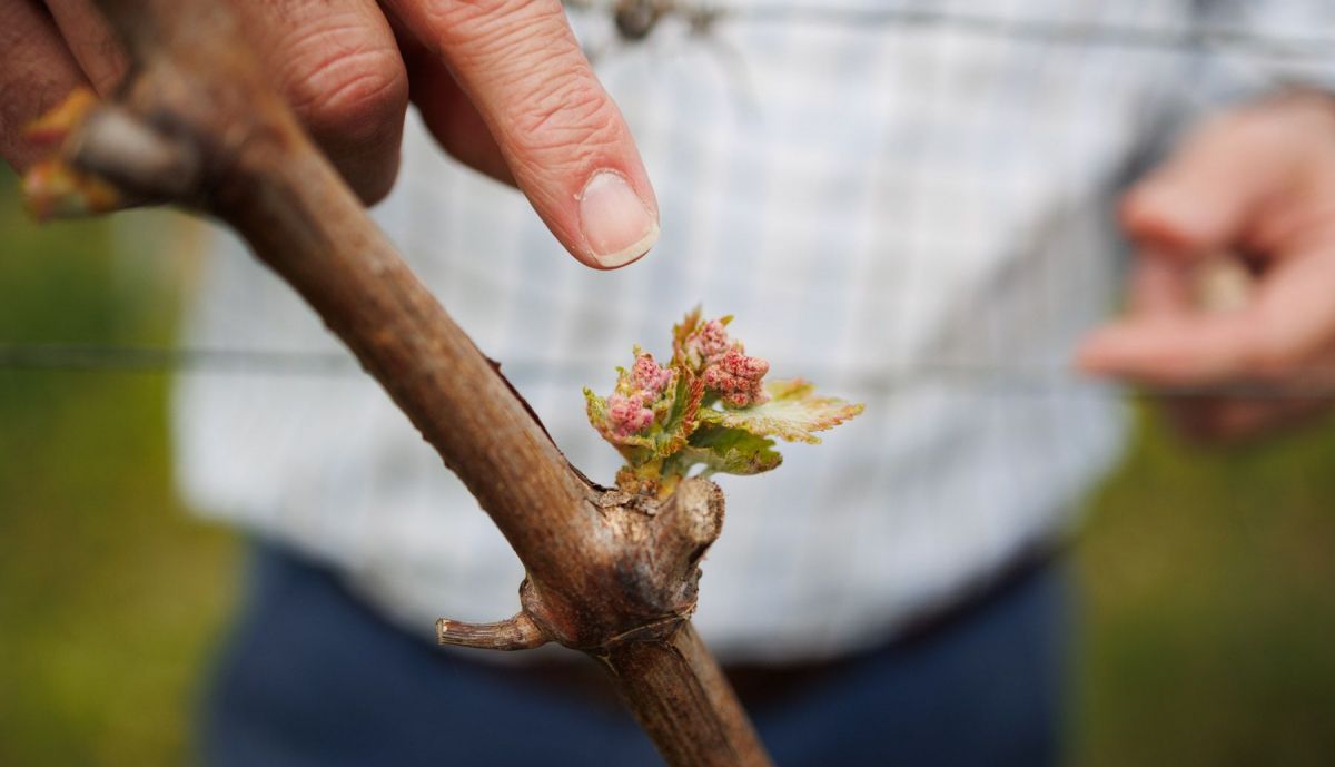 VIÑA LA PINTORA TINTILLA DE ROTA JOSE CARLOS 7
