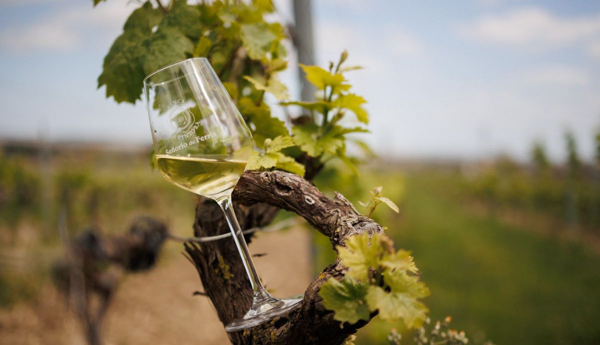 VIÑA LA PINTORA TINTILLA DE ROTA JOSE CARLOS 32