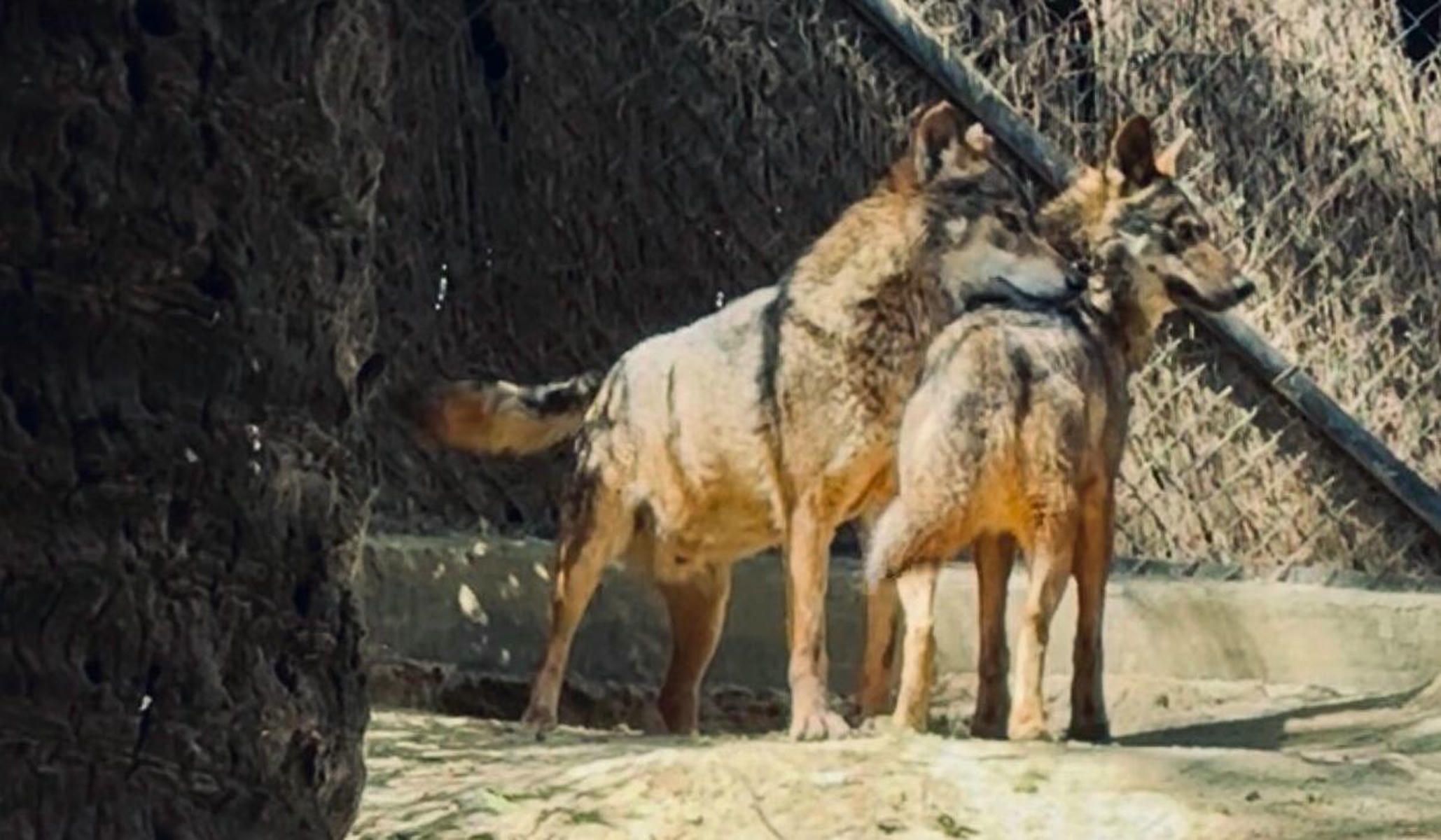 La nueva loba en el Zoo de Jerez.