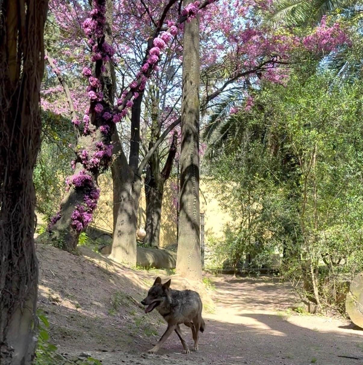Paseando por las instalaciones habilitadas en el Zoo de Jerez.