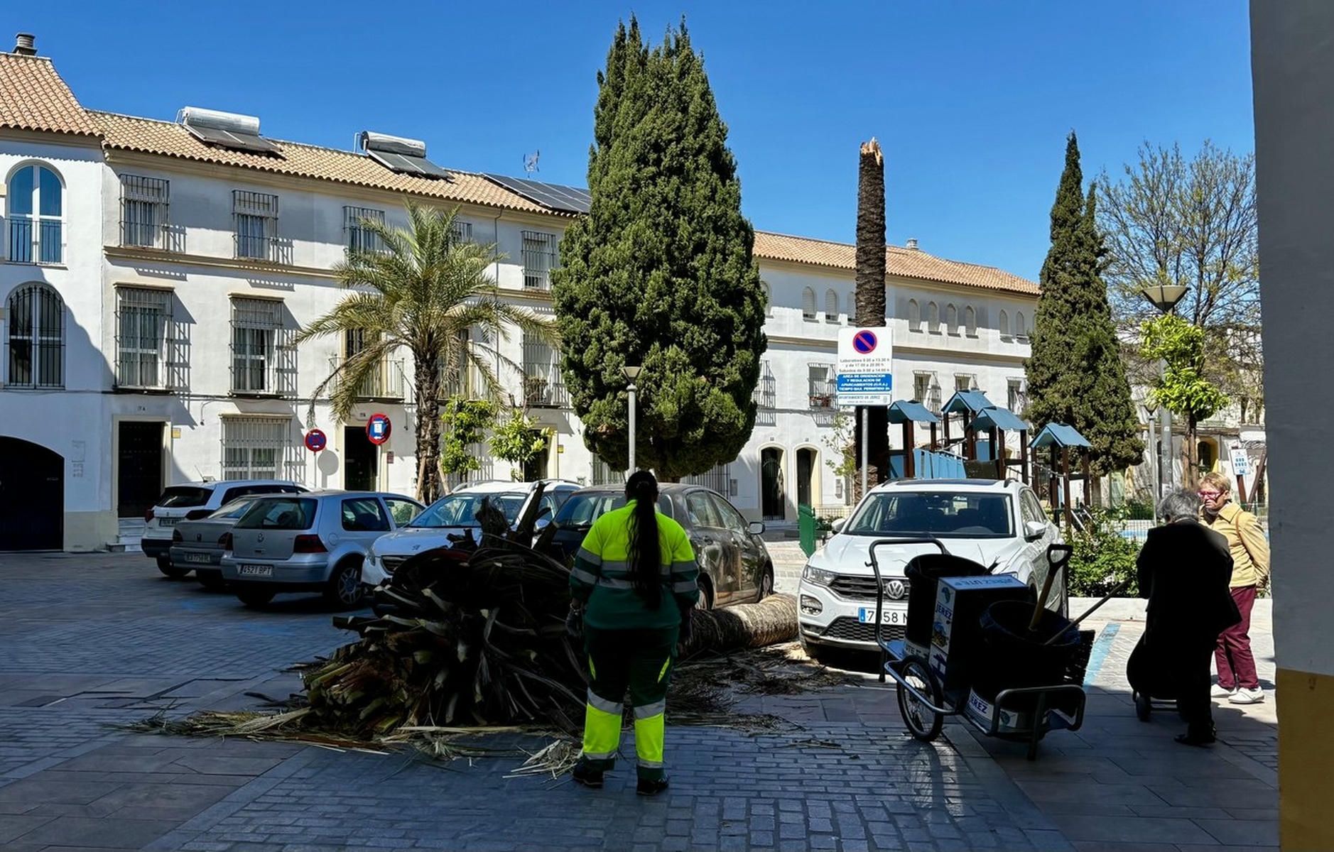La palmera caída en el centro de Jerez. La palmera caída en el centro de Jerez.