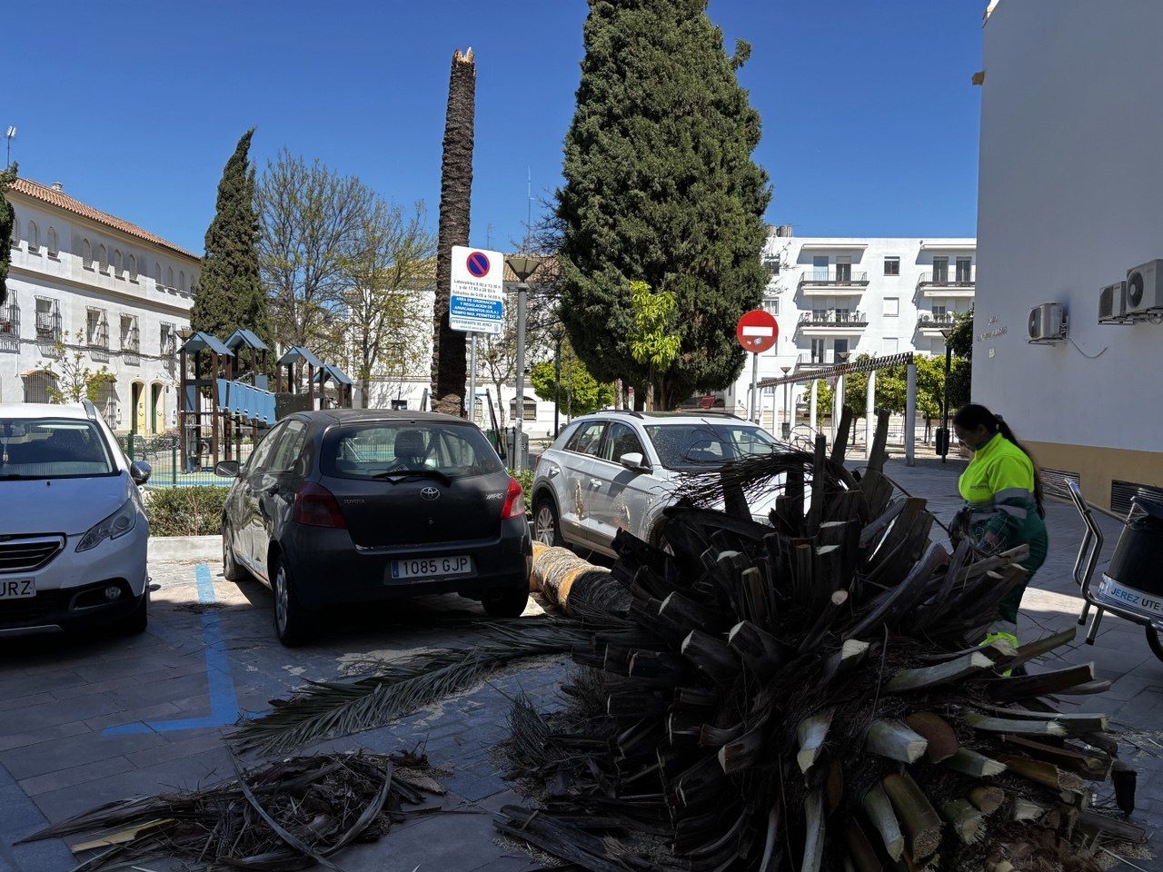 Los restos de la palmera.