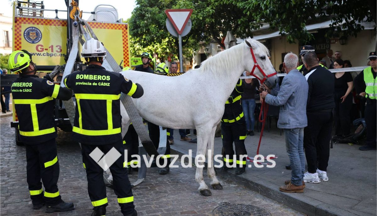 El caballo ha sido trasladado al veterinario con heridas leves.