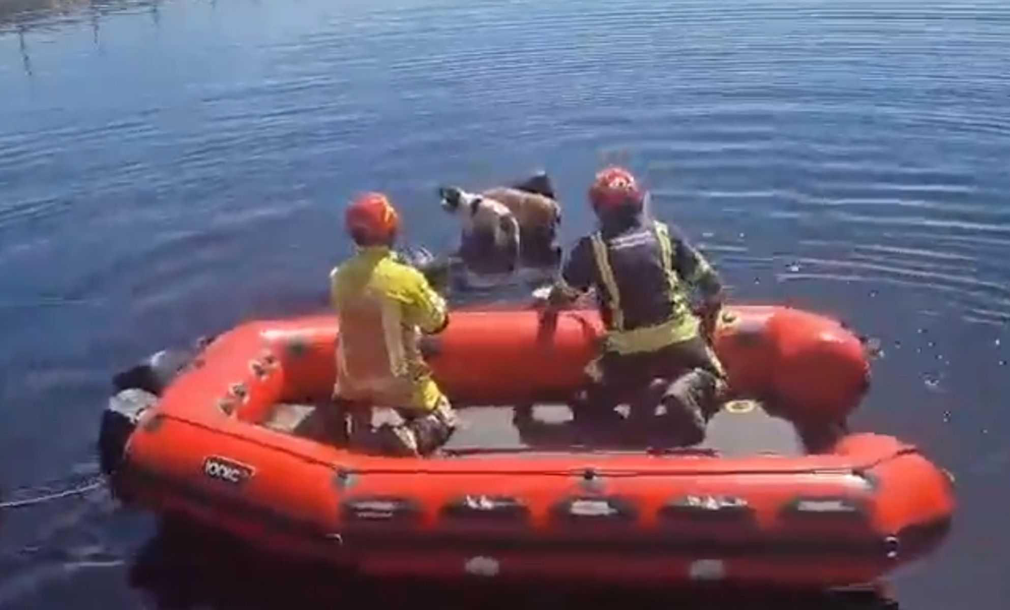 Rescate de dos perros en Mairena del Aljarafe.