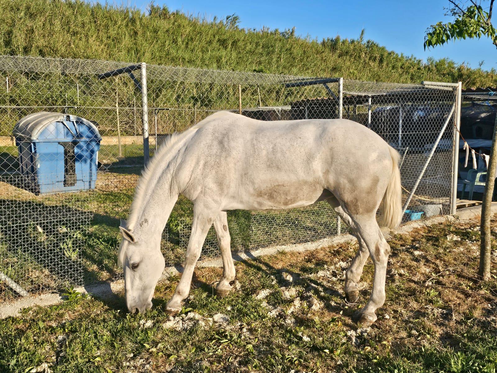 'Rociera', sin lesiones, en el Centro Municipal de Protección Animal, en la tarde de este viernes.