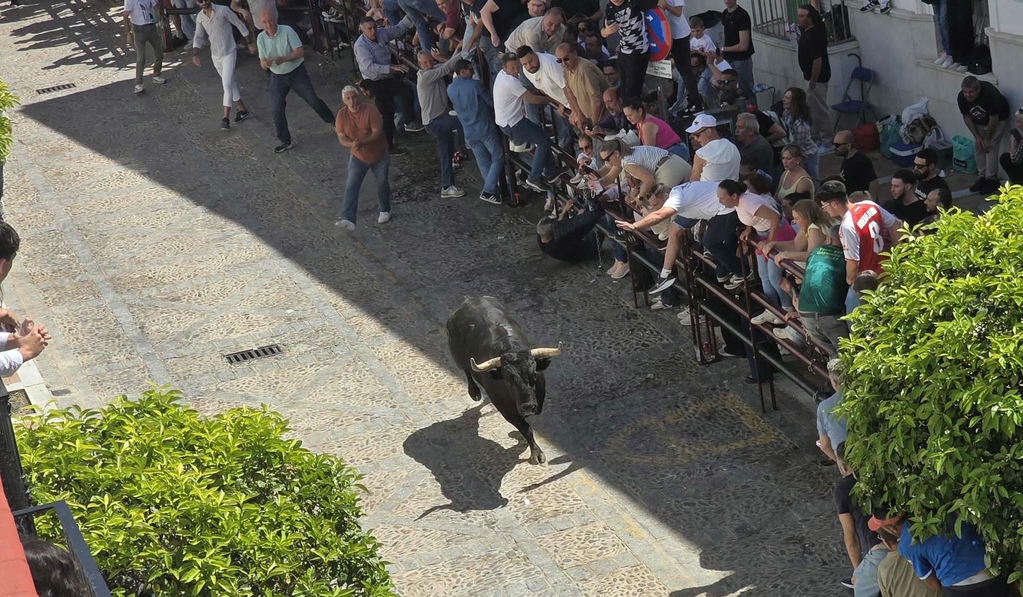 Arcos ha disfrutado en la mañana de este Domingo de Resurrección de su tradicional Toro del aleluya