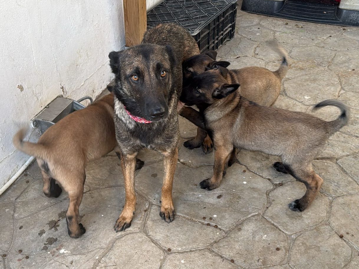 El Ayuntamiento interviene ante un nuevo supuesto caso de maltrato animal en Sanlúcar.