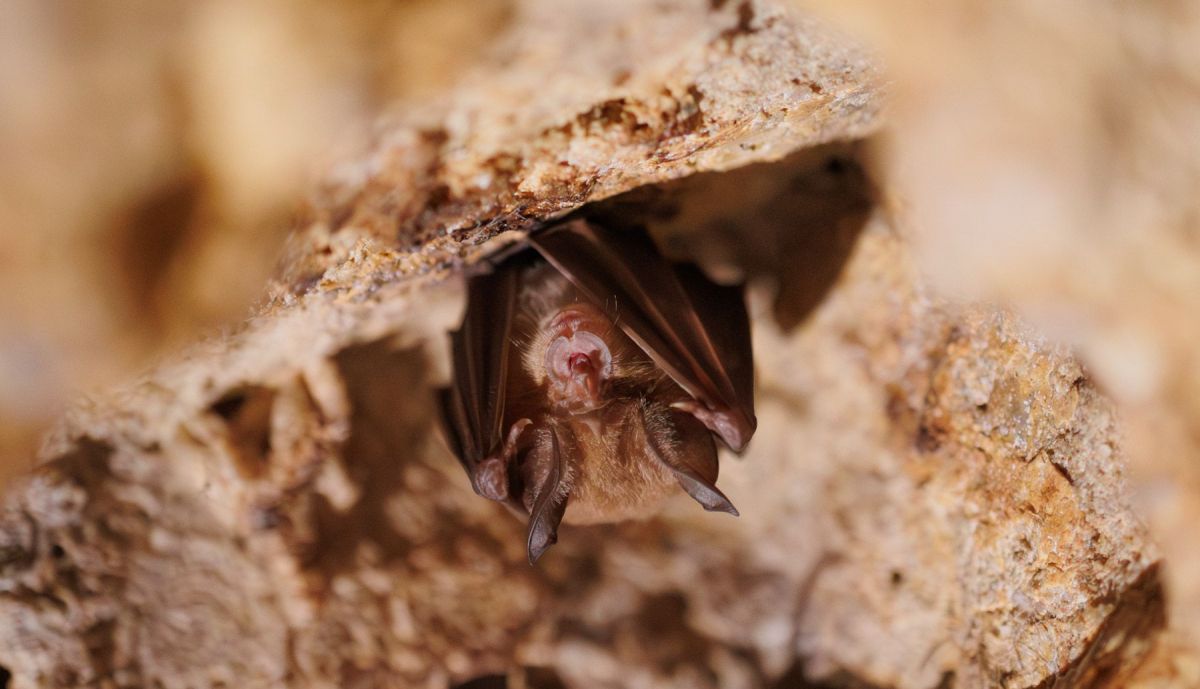 LOS POZOS DE LA PIEDAD EL PUERTO DE SANTA MARIA ACUEDUCTO 17