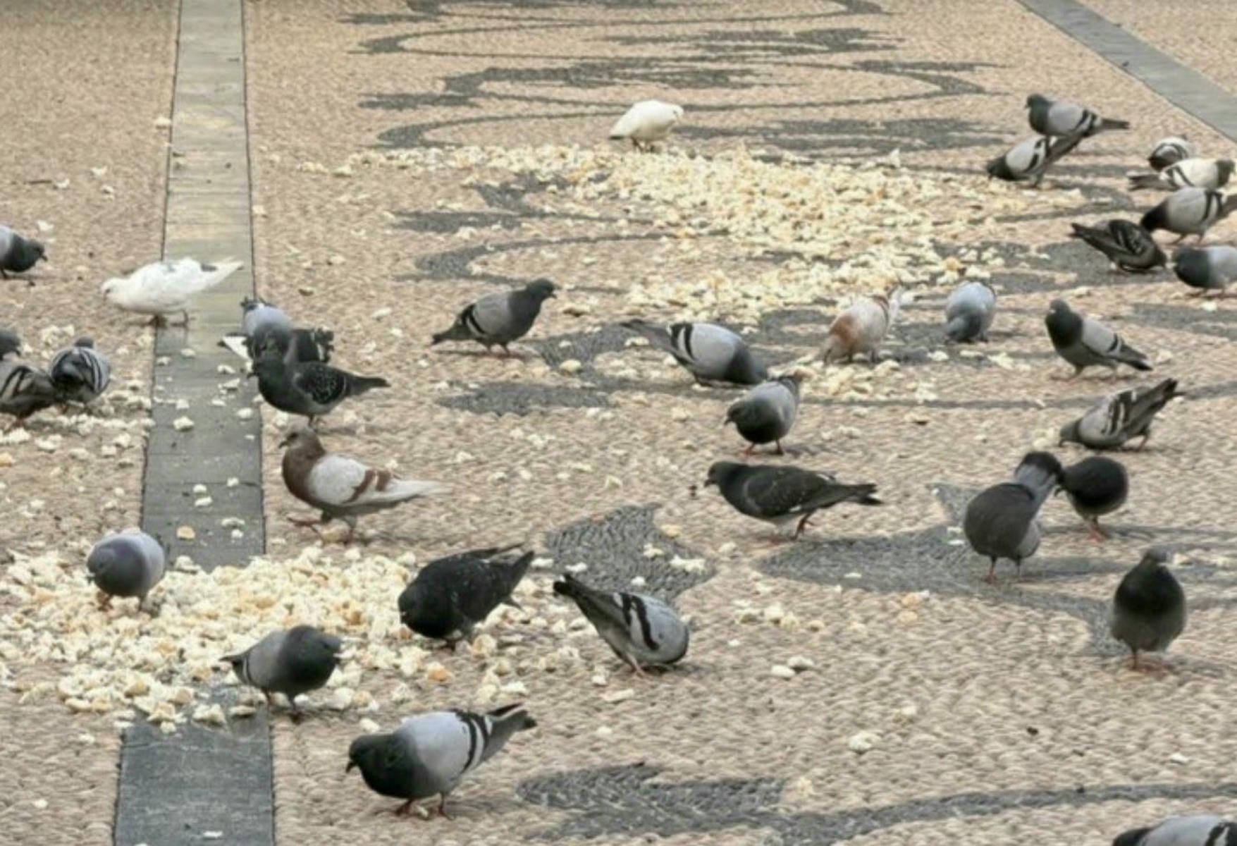 Palomas concentradas en la Plaza del Arenal en Jerez.
