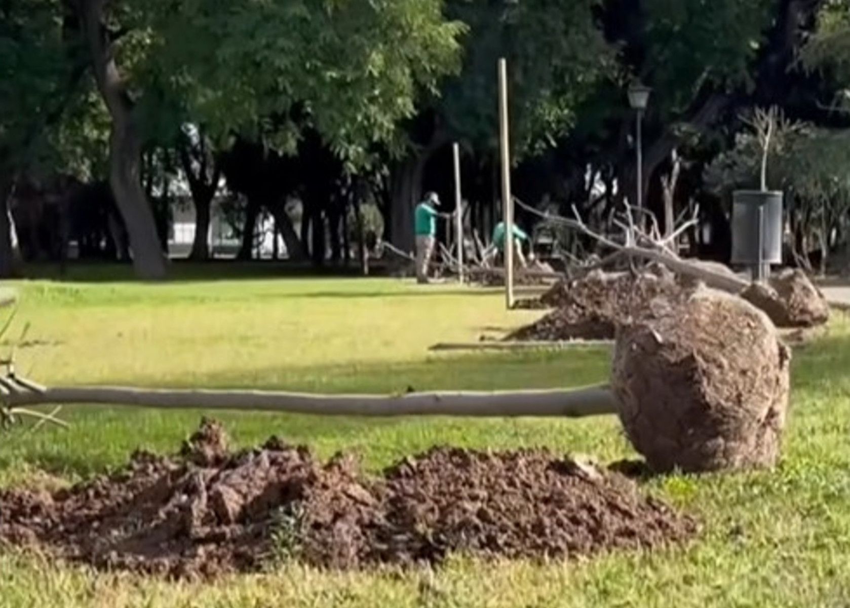 Plantación de árboles en el Parque de María Luisa en Sevilla. Plantación de árboles en el Parque de María Luisa en Sevilla.