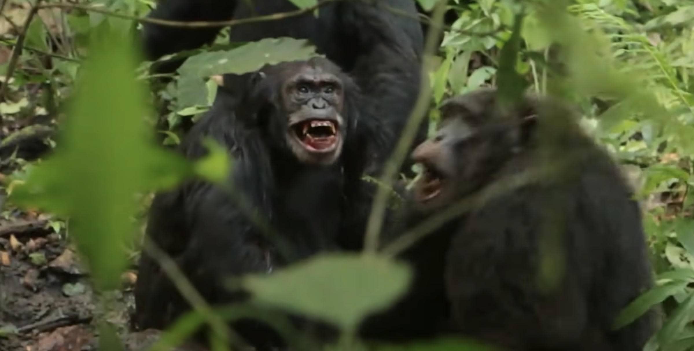 Guerra civil entre chimpancés en Uganda. Guerra civil entre chimpancés en Uganda.
