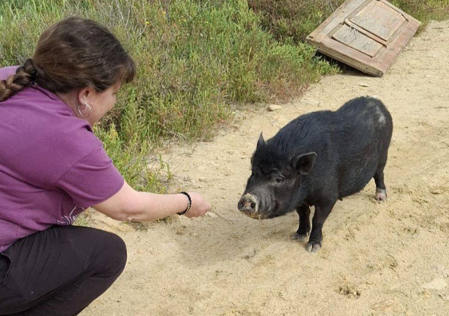 Uno de los cerdos encontrados en la Bahía de Cádiz. Uno de los cerdos encontrados en la Bahía de Cádiz.