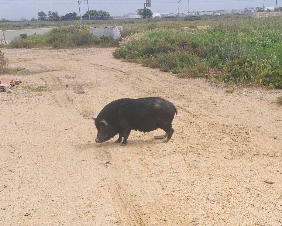 Uno de los cerdos vietnamitas abandonados.