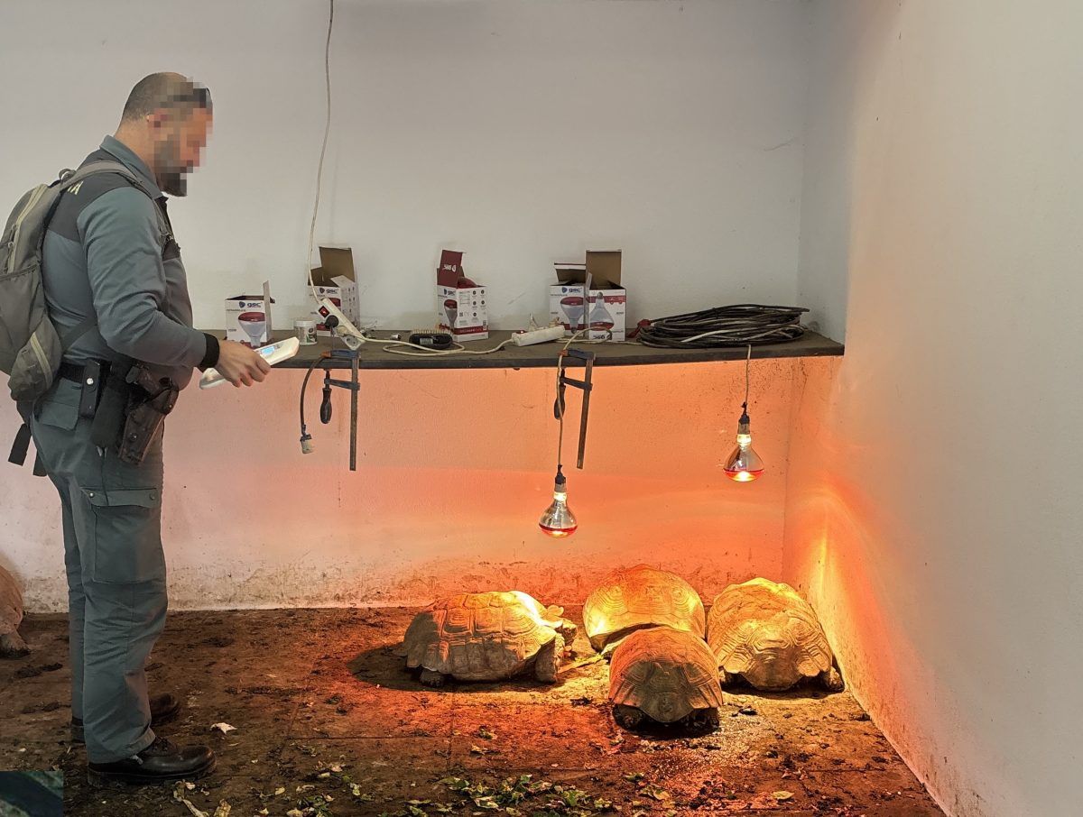 Varias de las tortugas encontradas en Sotogrande.