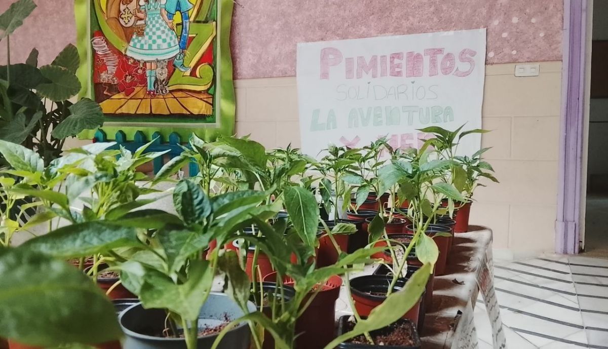 Plantones en el CEIP Miguel de Cervantes.