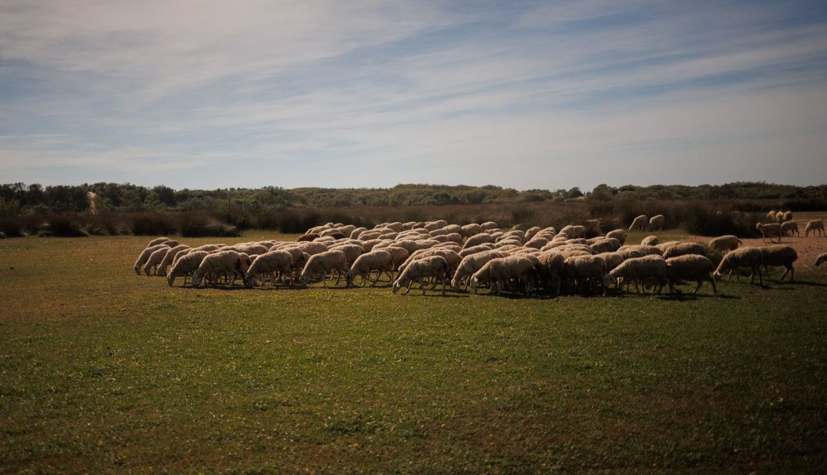 VIVIENDAS CASAS TRES PIEDRAS VECINOS CHIPIONA 5