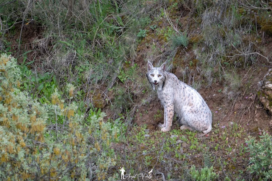 El lince blanco fotografiado por Ángel Hidalgo.