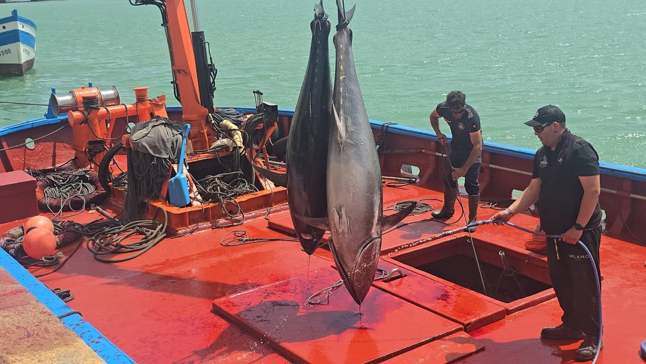 Primeras levantás de atún rojo en Barbate.
