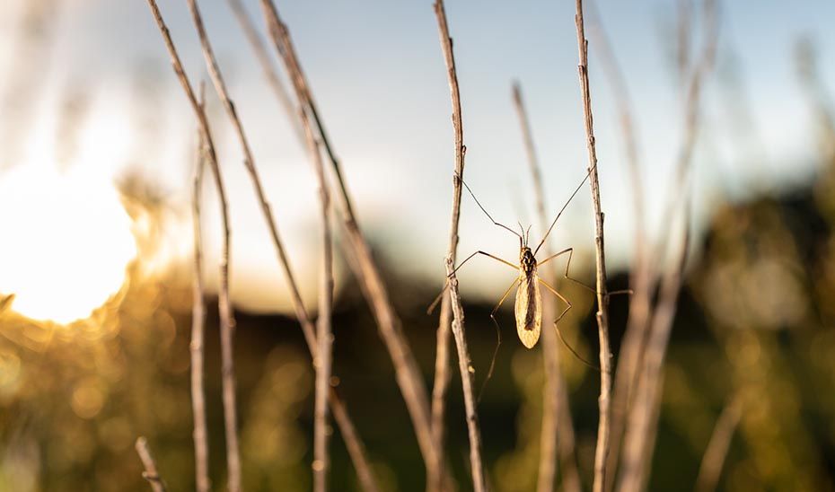 Sanidad emite consejos para prevenir picaduras de mosquitos y garrapatas.