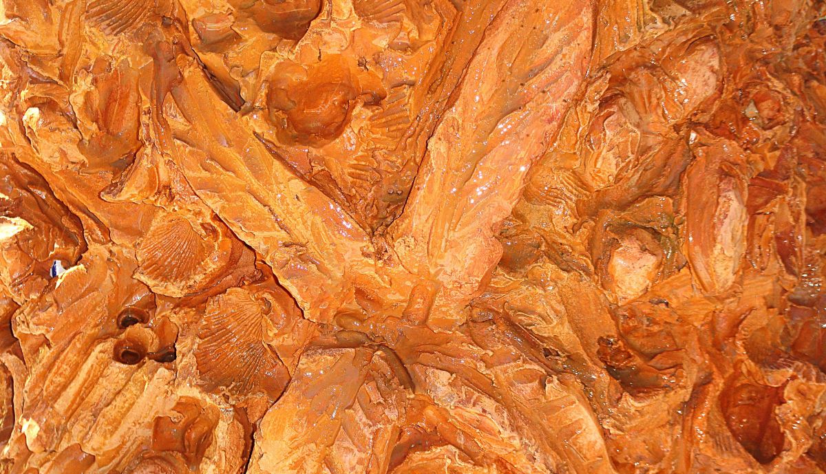 Fuente de los Niños del Paraguas, detalle elementos vegetales y animales marinos en el pedestal.