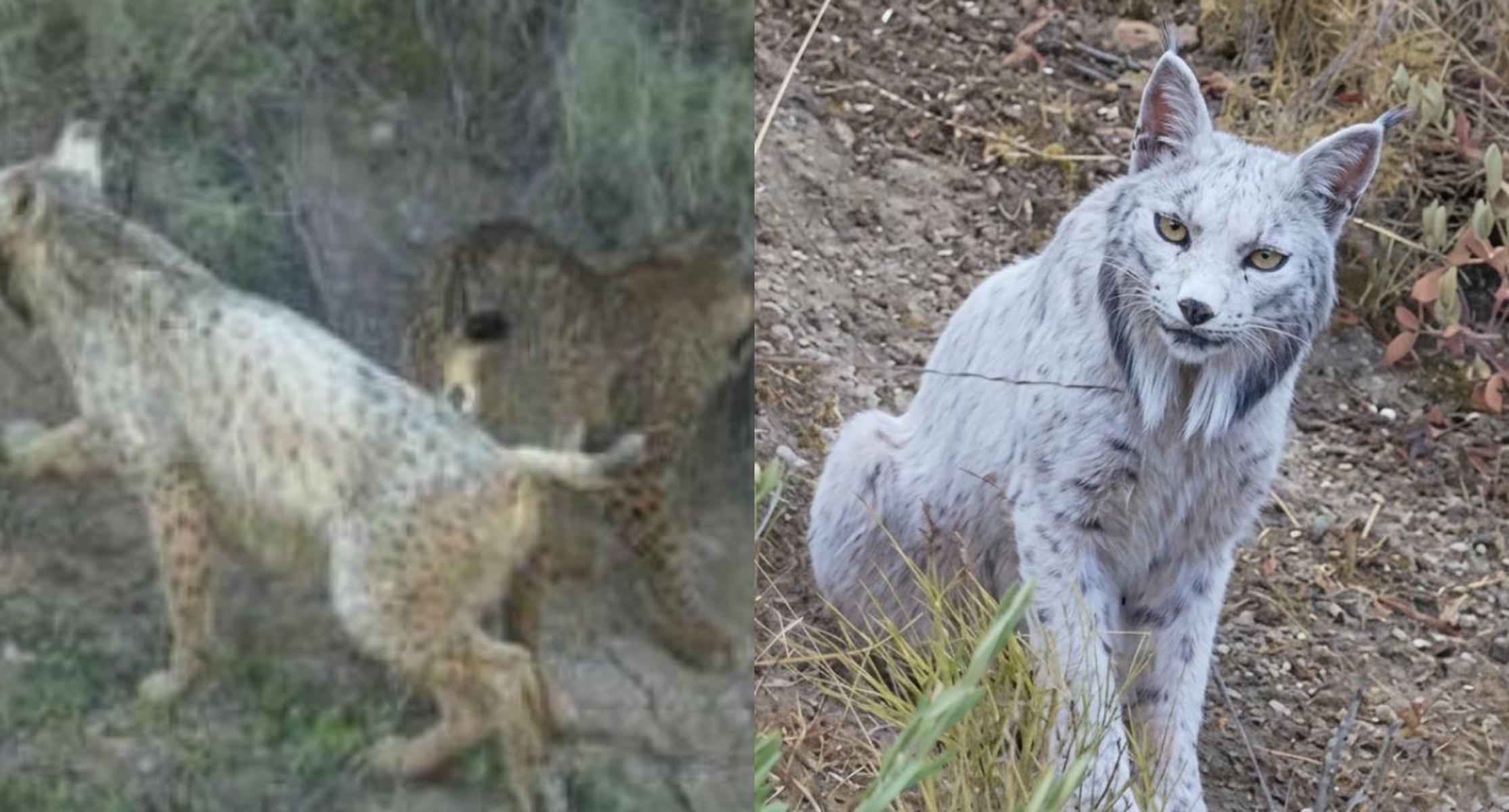 A la derecha, el lince ibérico blanco hace seis meses y, a la derecha, recientemente junto a una de sus crías.   FOTOS: ANTONIO HIDALGO